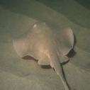 Stingray, Santa Monica Pier Aquarium, ocean